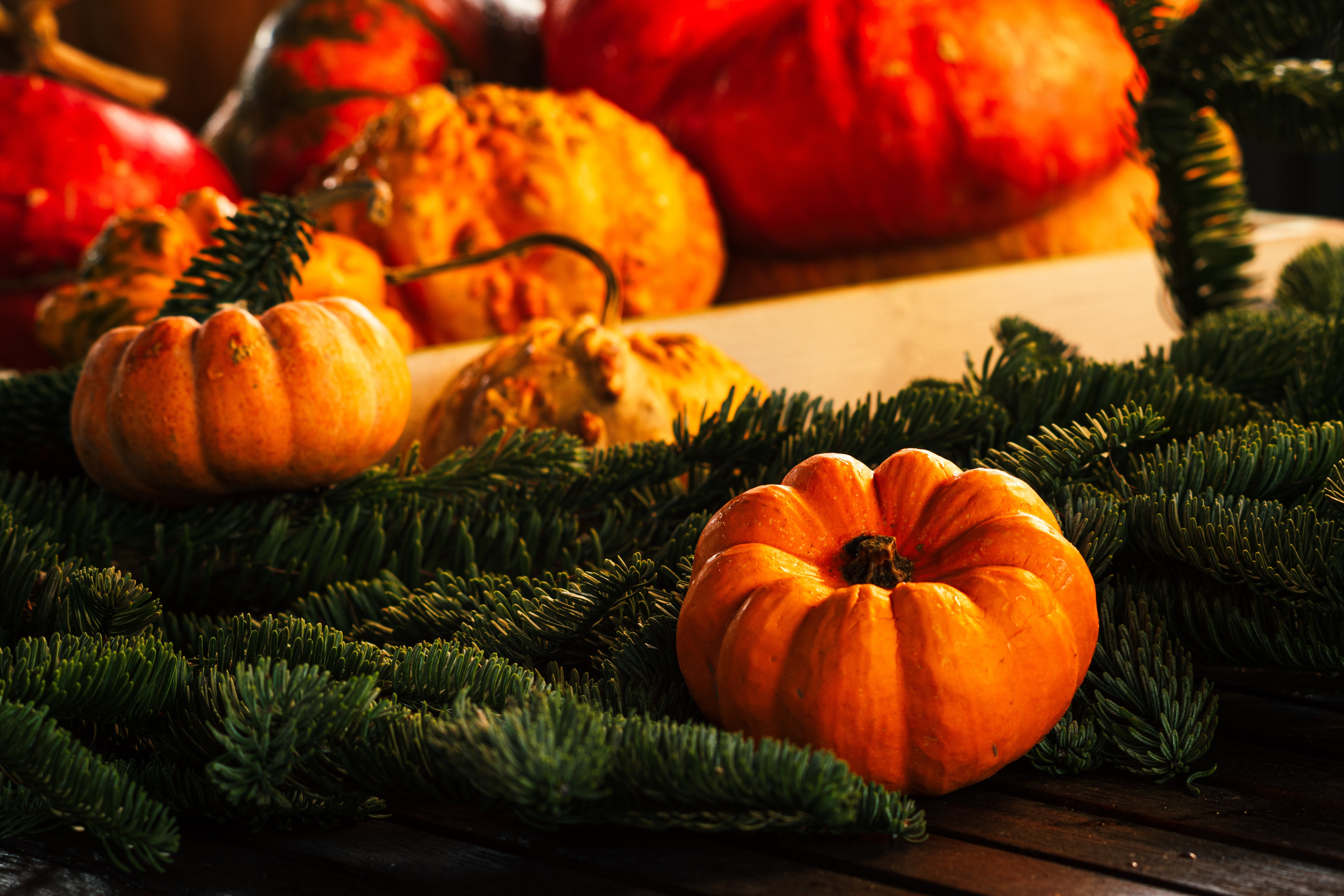 Pumpkins and Tree